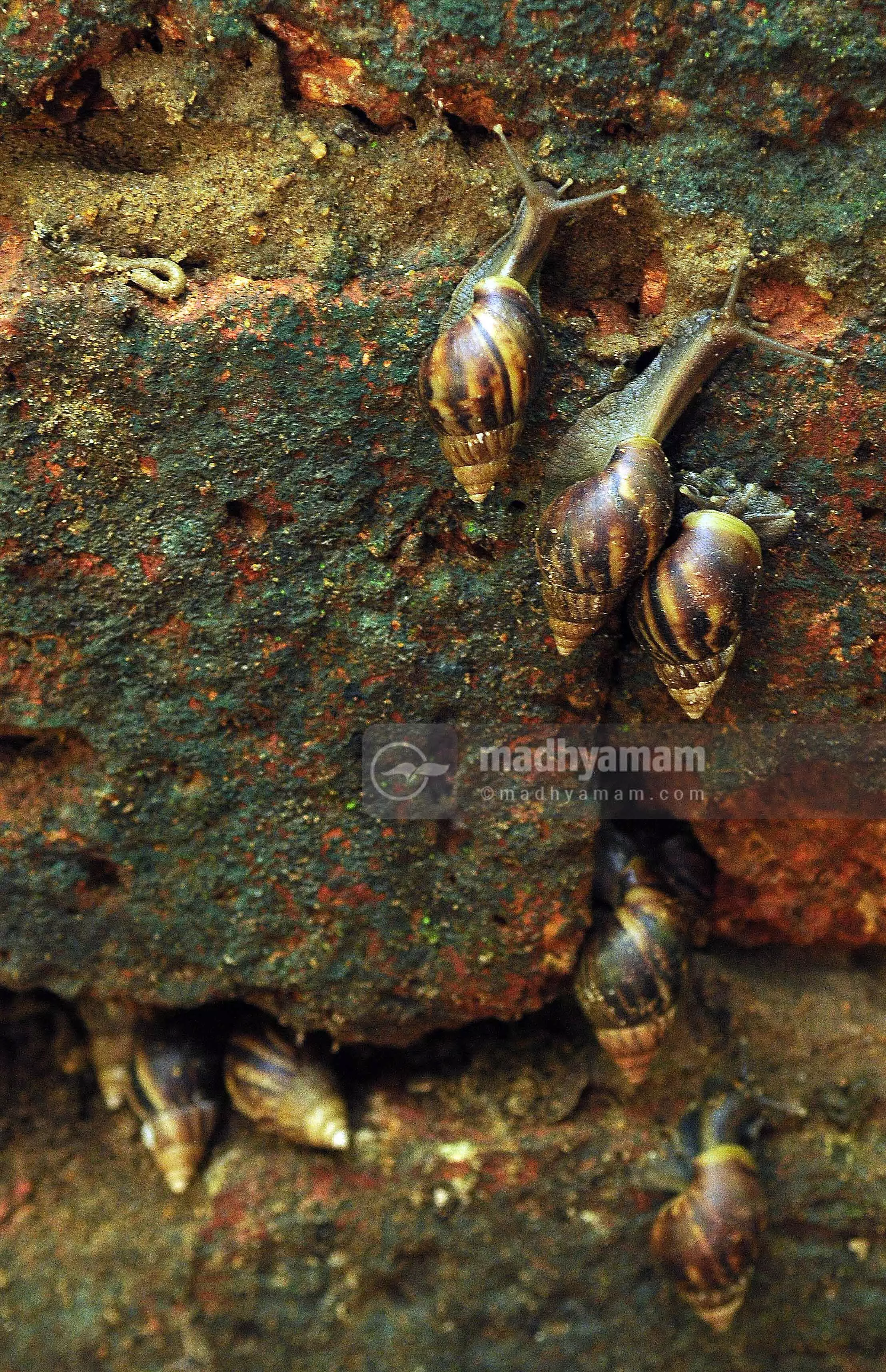 വലച്ചല്ലോ ഒച്ച്...