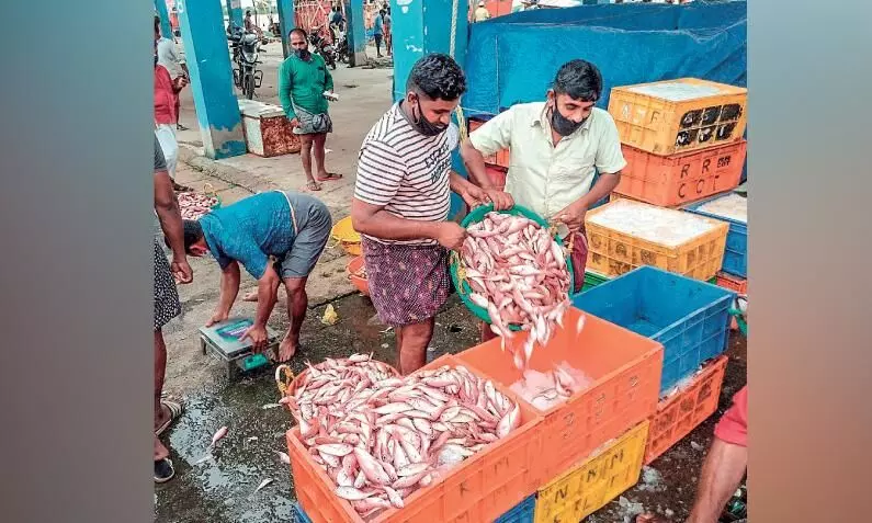 പ്രതീക്ഷ തെറ്റിയില്ല; വല നി​റ​യെ കി​ളി​മീ​ൻ