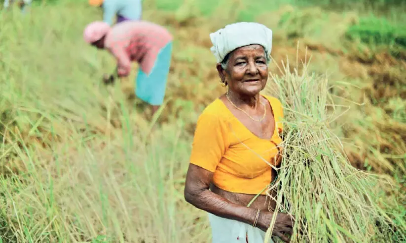 86ാം വ​യ​സ്സി​ലും നീലിയമ്മായി പാ​ട​ത്ത് സ​ജീ​വ​മാ​ണ്​