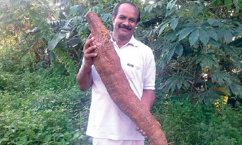 ലോക്ഡൗണില്ല, മുഹമ്മദ് കുട്ടി ഹാജിയുടെ കൃഷിക്ക്