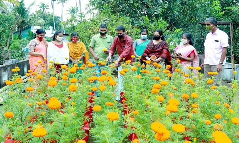 ചേന്ദമംഗലത്ത്​ വിരിഞ്ഞു, ഒരായിരം ചെണ്ടുമല്ലിപ്പൂക്കൾ