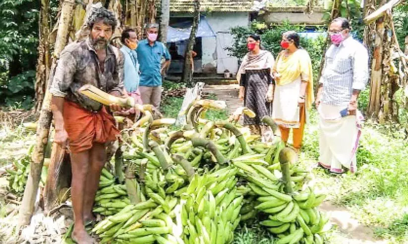 പ്ര​തി​സ​ന്ധി മ​റി​ക​ട​ന്ന് ചേ​ന്ദ​മം​ഗ​ല​ത്തെ കാ​യ്​ ക​ർ​ഷ​ക​ർ