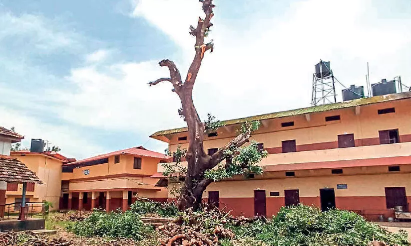 പൊ​ന്നാ​നി എ.​വി ഹൈ​സ്കൂ​ളി​ലെ ഇ​ട​ശ്ശേ​രി മാ​വ്