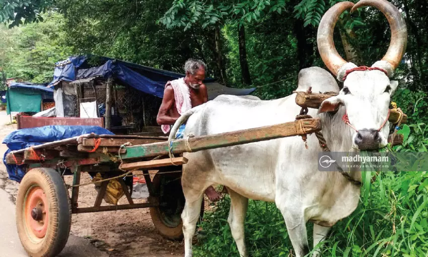 ഉടമ ജോണിക്കൊപ്പം കുട്ടൻ എന്ന കാള