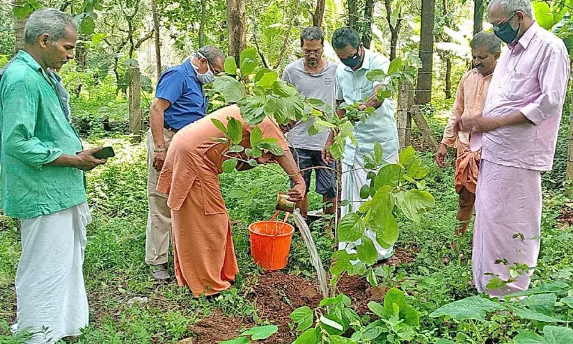 ആനന്ദാശ്രമത്തെ പച്ചപുതപ്പിക്കാൻ മിയാവാക്കി വനം ഒരുങ്ങുന്നു