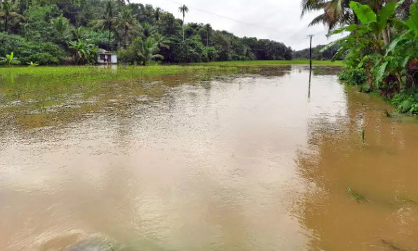 ഹെക്ടർ കണക്കിന് നെൽകൃഷി വെള്ളത്തിലായി