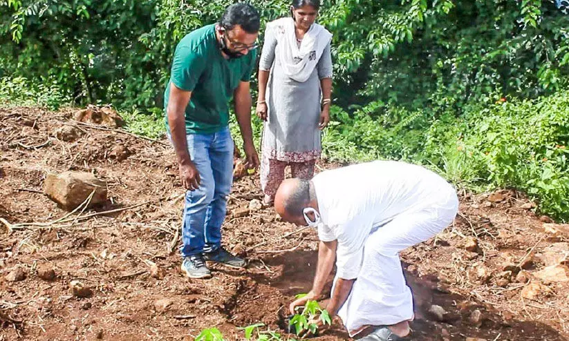 പഞ്ചായത്ത്​ സ്ഥലം പാട്ടത്തിനെടുത്ത്​ സിനിമാക്കാര​െൻറ പപ്പായകൃഷി