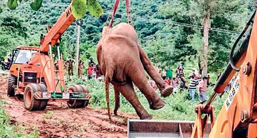 ചികിത്സ നൽകി കാട്ടിലേക്ക് വിട്ട മോഴയാന ​െചരിഞ്ഞു