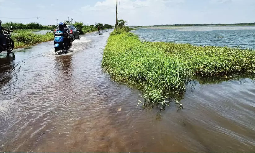 മ​ഴ: മ​ന​ക്കൊ​ടി​യി​ൽ 500 ഏ​ക്ക​ർ കോ​ൾ​പാ​ട​ത്ത്​ കൃ​ഷി പ്ര​തി​സ​ന്ധി​യി​ൽ