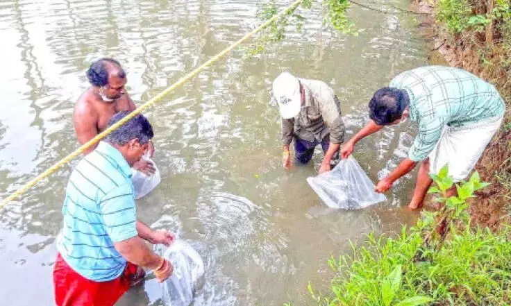 carp farming