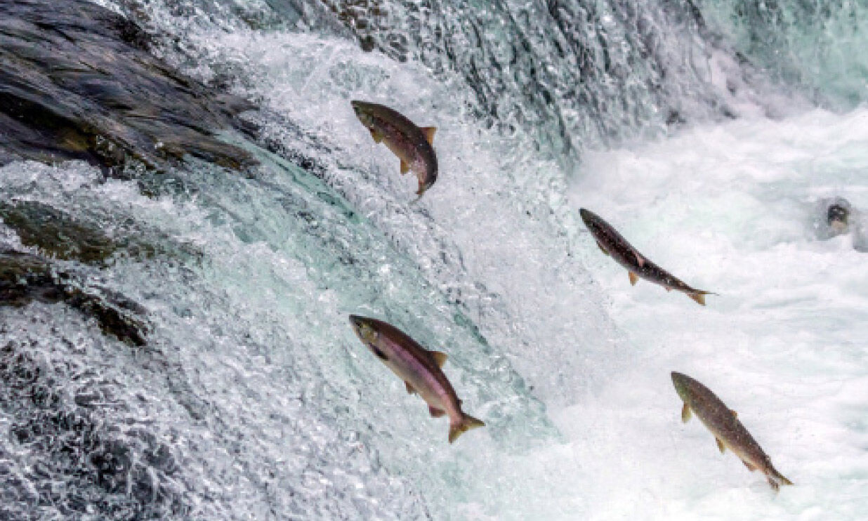 how do salmon swim upstream