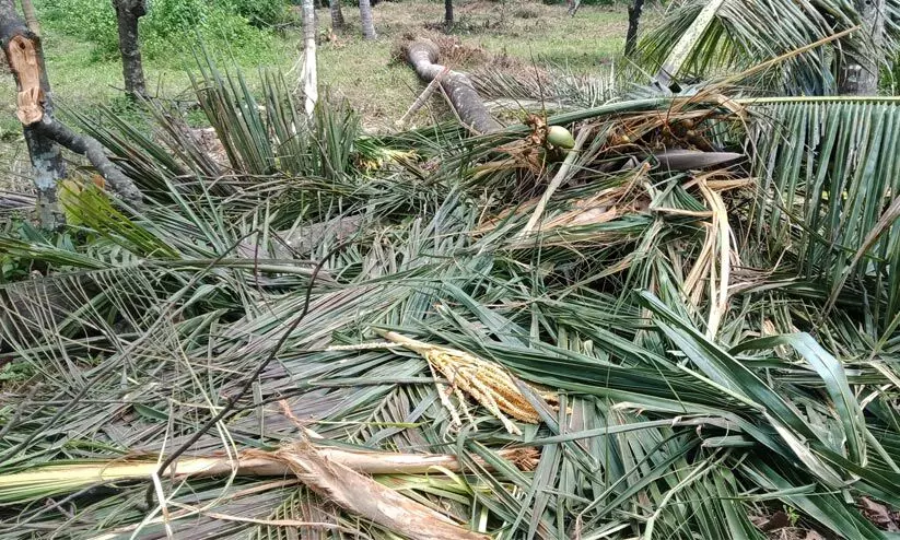 ആറളം ഫാമിൽ കാട്ടാന ആക്രമണം: ഒറ്റ രാത്രികൊണ്ട്​ ലക്ഷങ്ങളു​​ടെ നഷ്​ടം