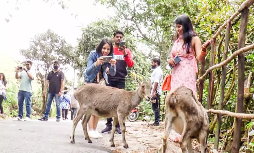 മൂ​ന്നാ​റി​ല്‍ സ​ന്ദ​ര്‍ശ​ക​രു​ടെ തി​ര​ക്ക്​