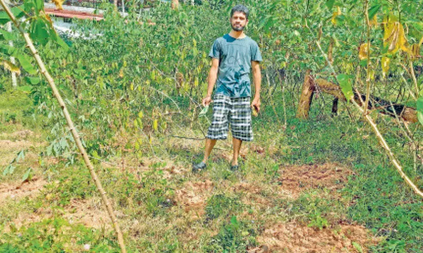 നഗരത്തിലും കാട്ടുപന്നി; പൊറുതിമുട്ടി കർഷകർ