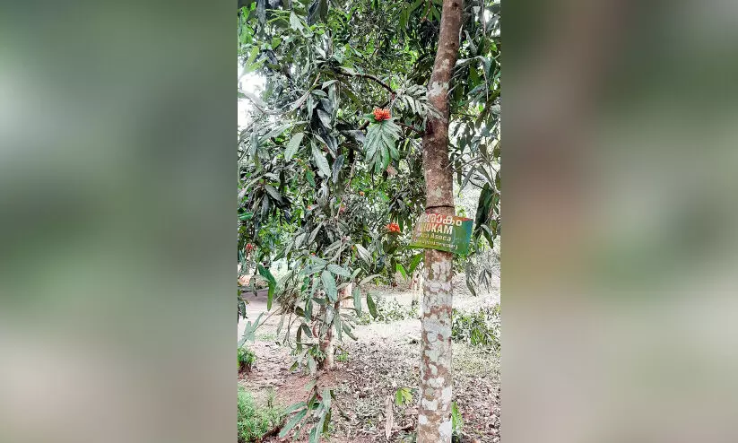 അശോക മരങ്ങൾ പൂത്തുലഞ്ഞ് കോന്നി ഇക്കോ ടൂറിസം കേന്ദ്രം