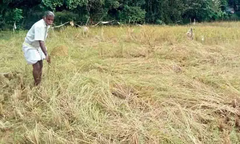 Agriculture submerged in water; Farmers harvesting paddy