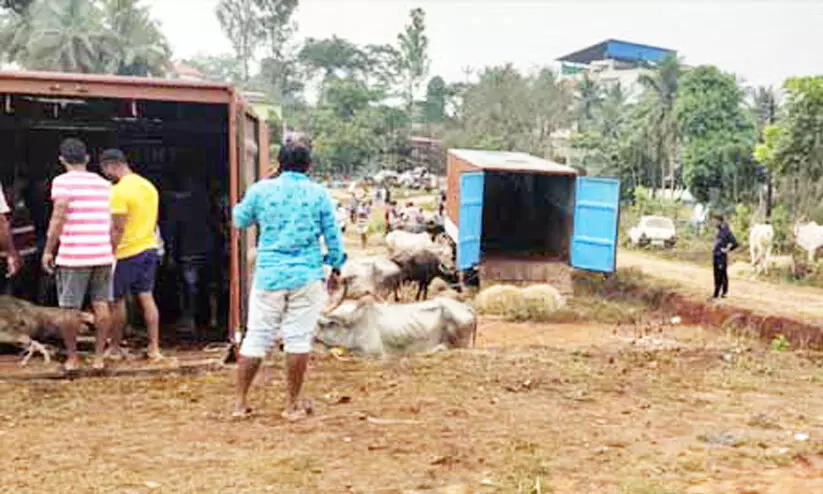 മം​ഗ​ളൂ​രു​വി​ൽ കന്നുകാലി വാഹനത്തിന്‍റെ ഡ്രൈവർക്ക്​ ആൾക്കൂട്ട മർദനം