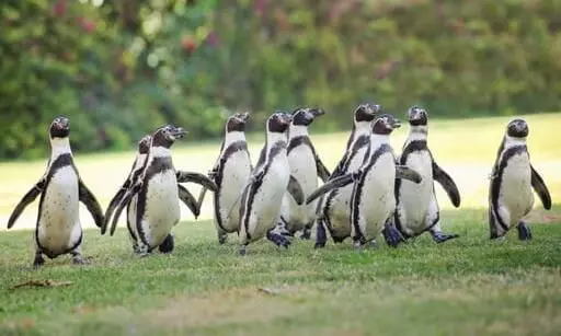 penguin al ain