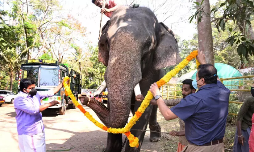 കോ​ട​നാ​ട് നീ​ല​ക​ണ്ഠ​ൻ ഇ​നി കോ​ന്നി ആ​ന​ത്താ​വ​ള​ത്തി​ന് സ്വ​ന്തം