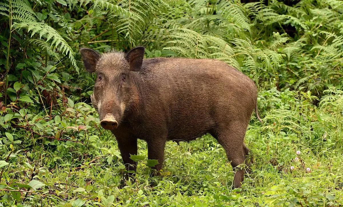 wild boar