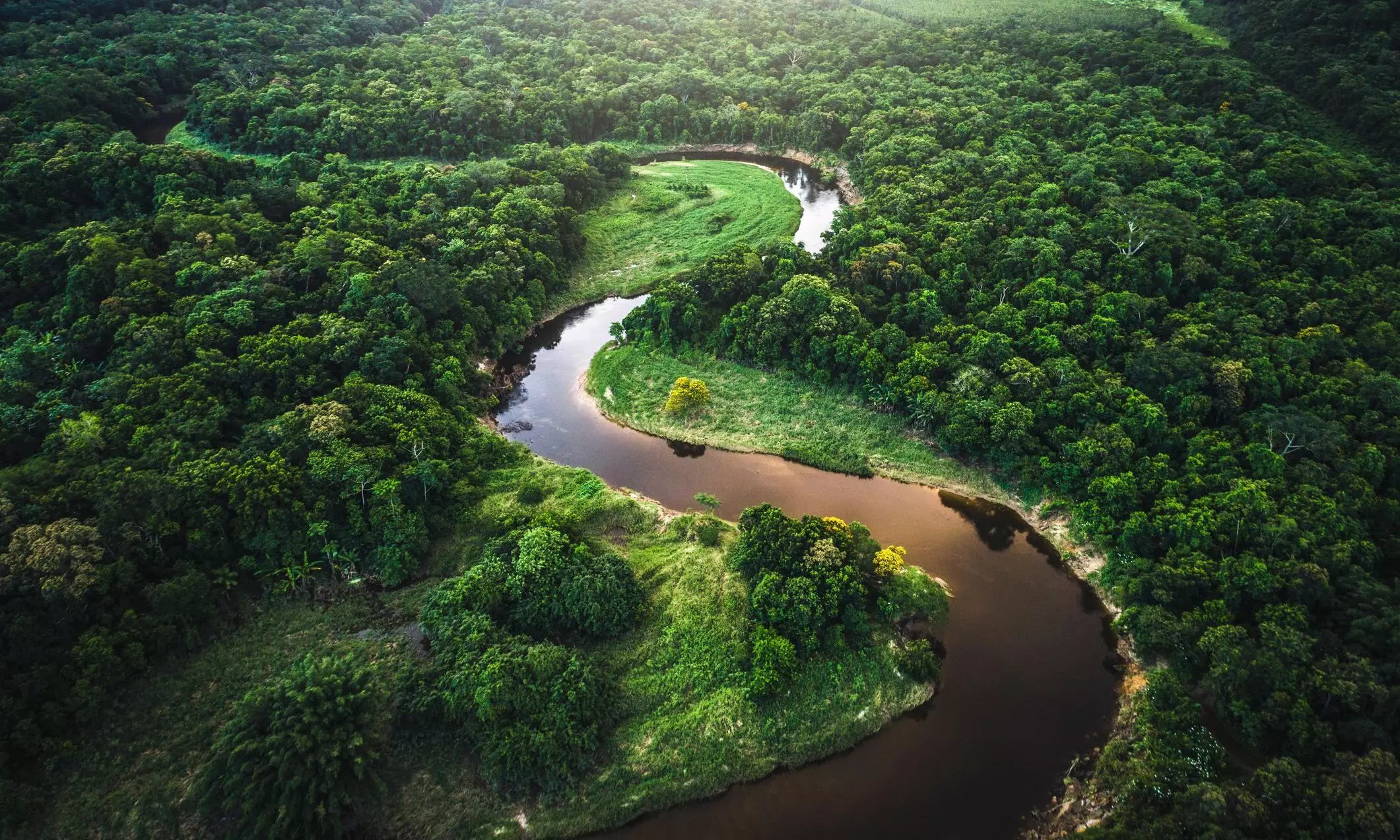 amazon forest