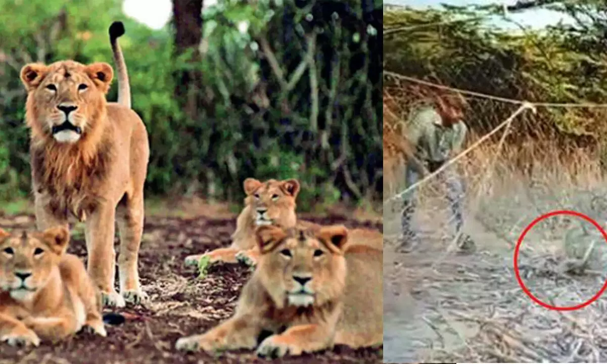 Lion cub trapped in net rescued by forest