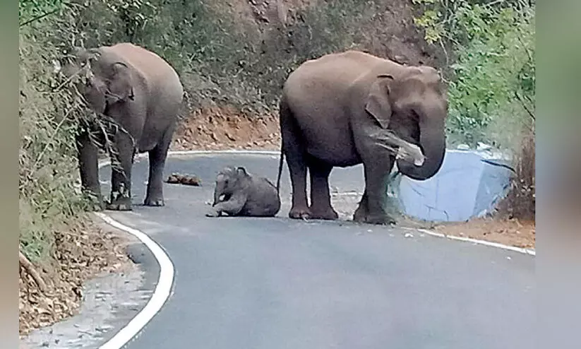 കു​ട്ടി​യാ​ന​ക്ക്​ റോ​ഡി​ൽ വി​ശ്ര​മം; കാ​വ​ലാ​യി ആ​ന​ക​ൾ