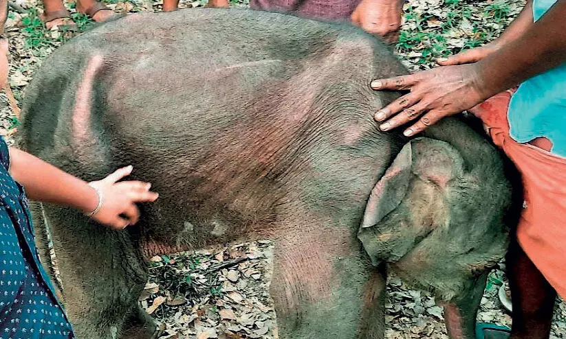 ജ​ന​വാ​സ കേ​ന്ദ്ര​ത്തി​ലി​റ​ങ്ങി​യ ആ​ന​ക്കു​ട്ടി​യെ  വ​ന​പാ​ല​ക​ർ ആനകൂ​ട്ട​ത്തോ​ടൊ​പ്പം വി​ട്ടു