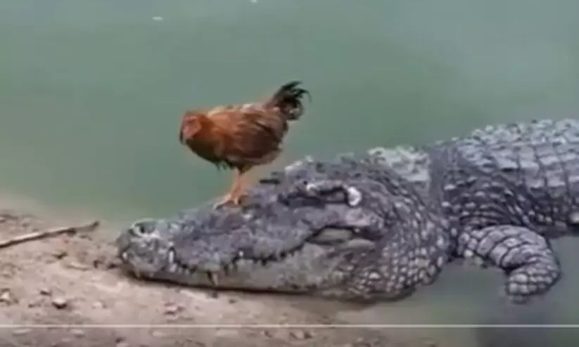 chick and crocodile