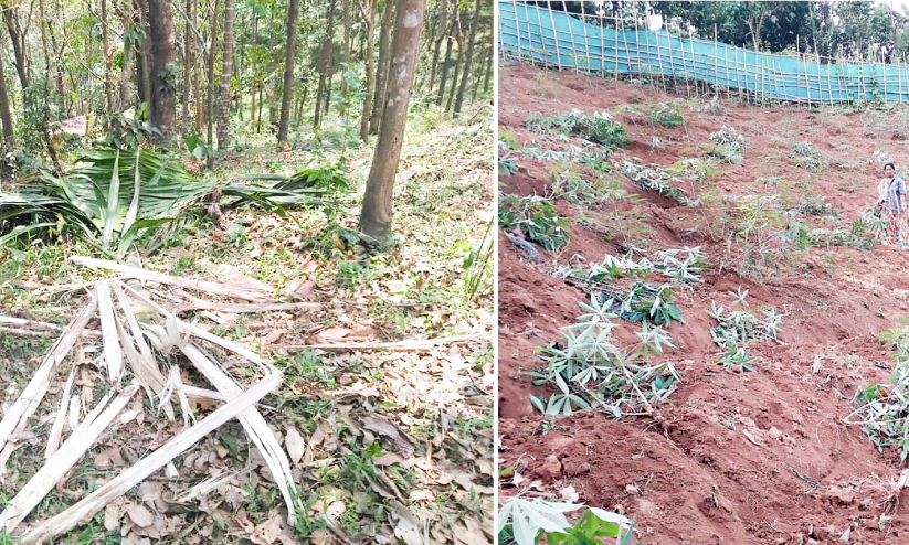 wild elephant and wild boar attack on farm land