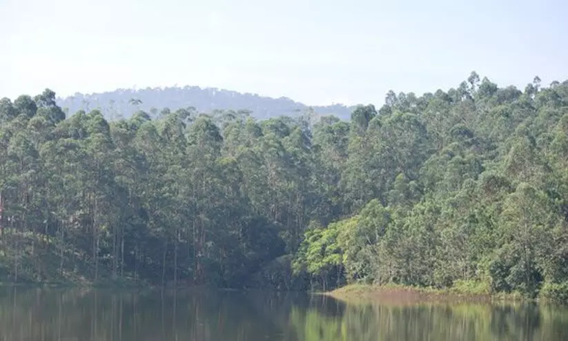 ചിന്നക്കനാലിലെ മരംമുറി കൂട​ുതൽ ഉദ്യോഗസ്ഥർക്കെതിരെ നടപടിക്ക്​ സാധ്യത