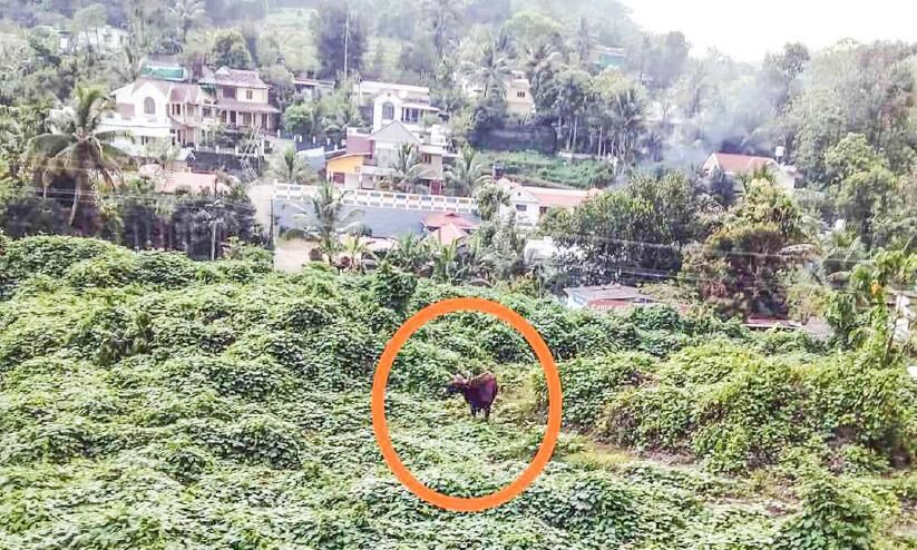 ജനവാസമേഖലയിൽ വീണ്ടും കാട്ടുപോത്ത് | Wild buffalo again in ...