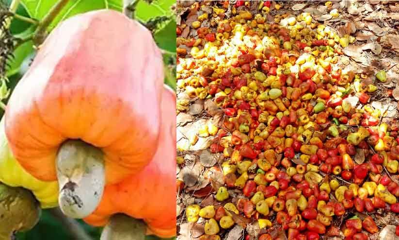  Cashew Apple Collection Madhyamam