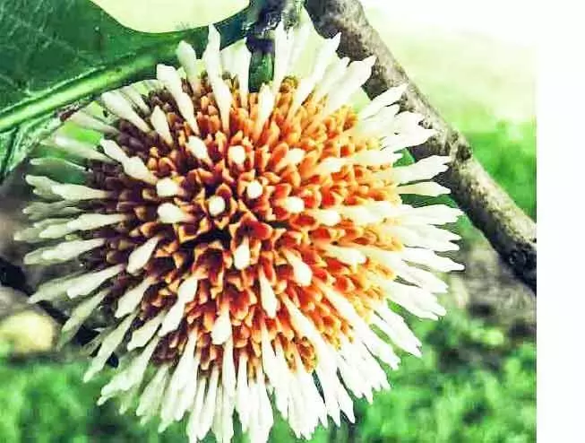 flower