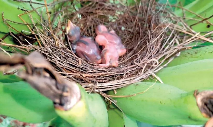 birds nest