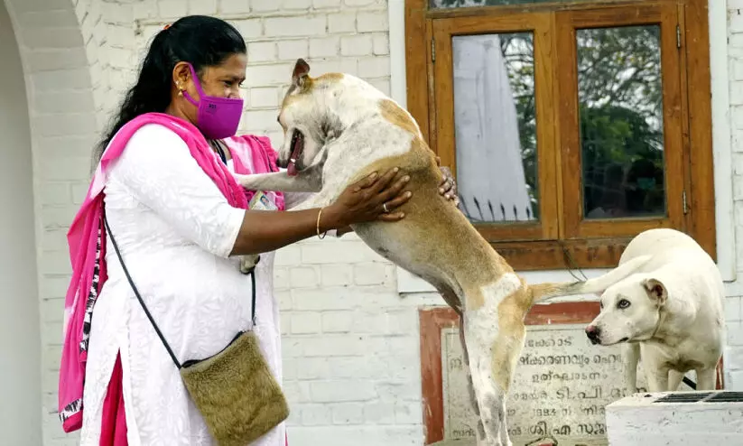 ഇത്​ കരുണയുടെ ലില്ലി പൂക്കൾ