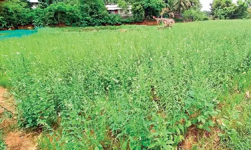 sesame cultivation