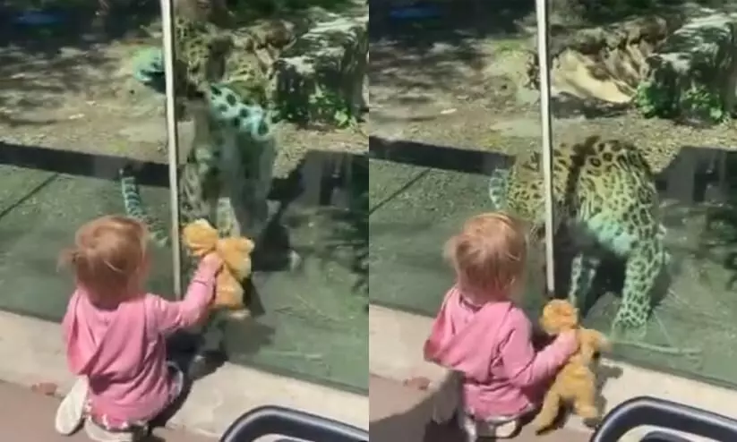 how this leopard at a zoo reacts to a little girl and her stuffed cat