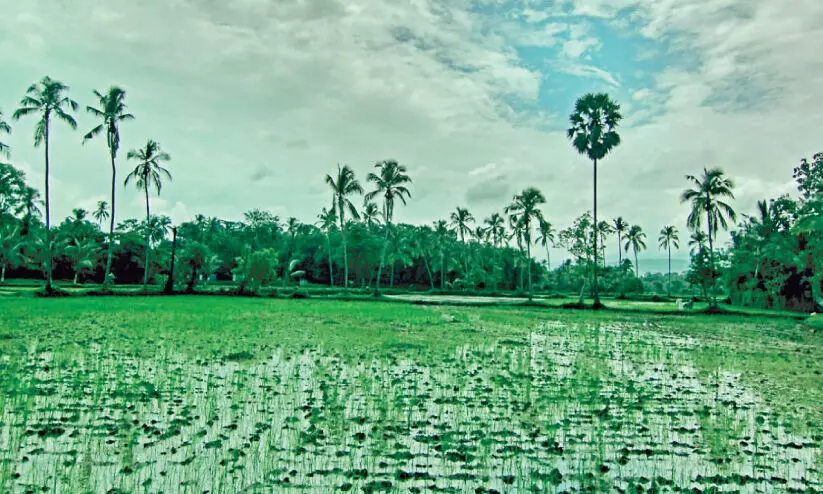 മഴയും കാറ്റും; പാലക്കാട്​ പരക്കെ നാശനഷ്​ടം