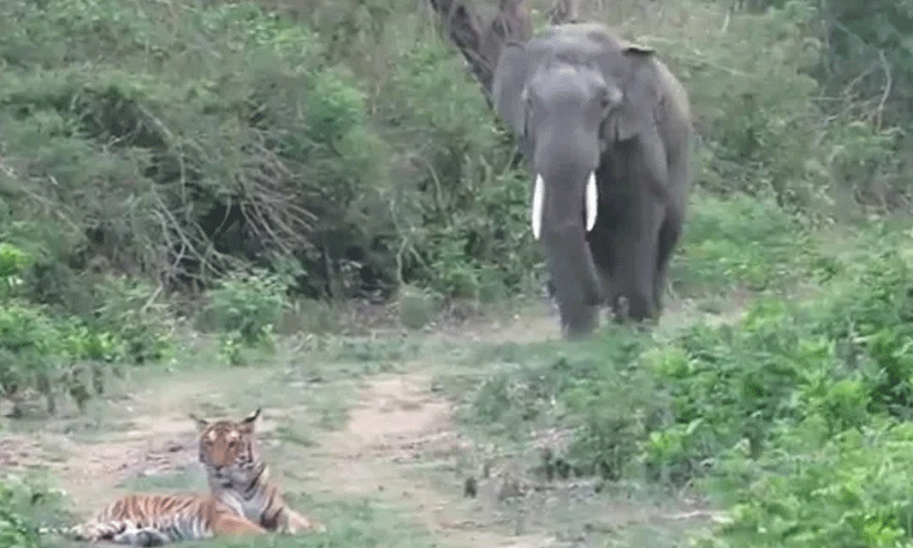 elephant and tiger video