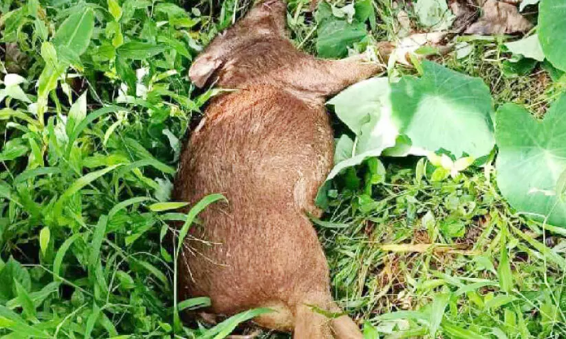 wild boar shot dead