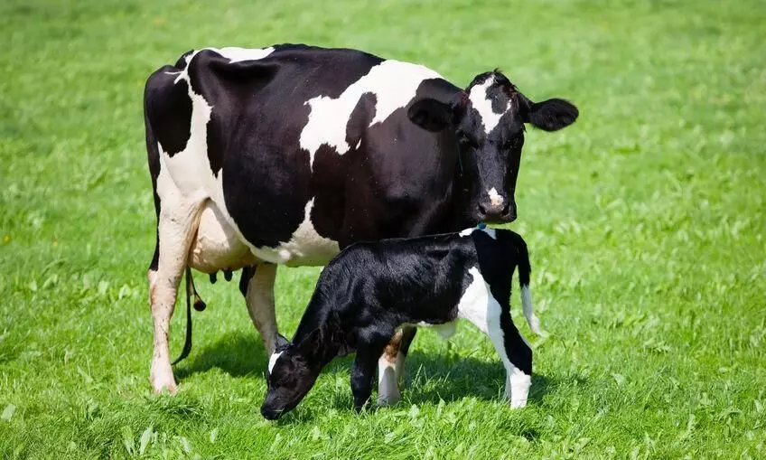 cow