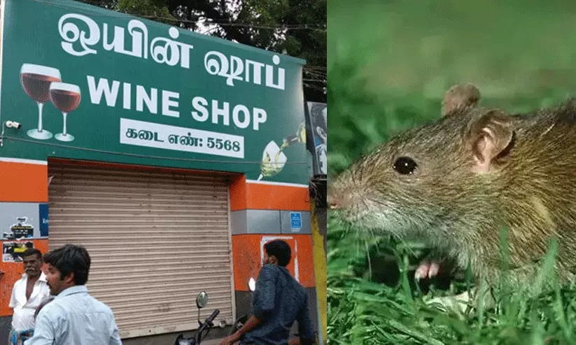 wine shop rat 6721