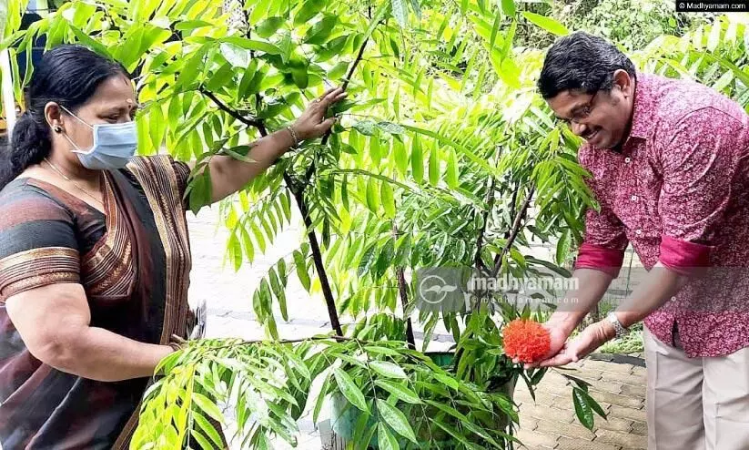 simsapa tree