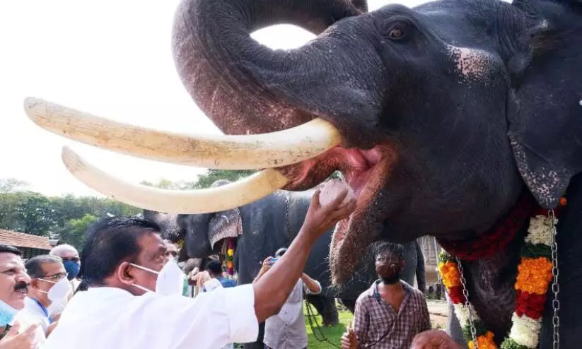 ആരവങ്ങളില്ലാതെ വടക്കുന്നാഥനിൽ കൊമ്പന്മാർക്ക് കർക്കടക ഊട്ട്