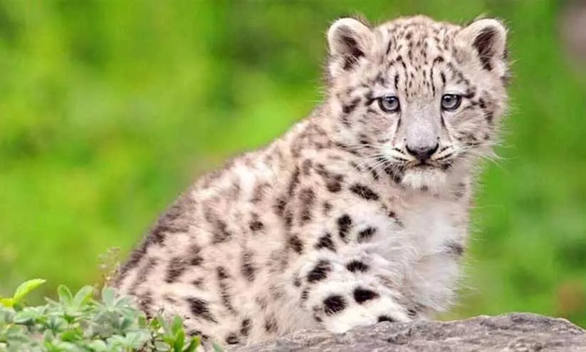 leopard cub