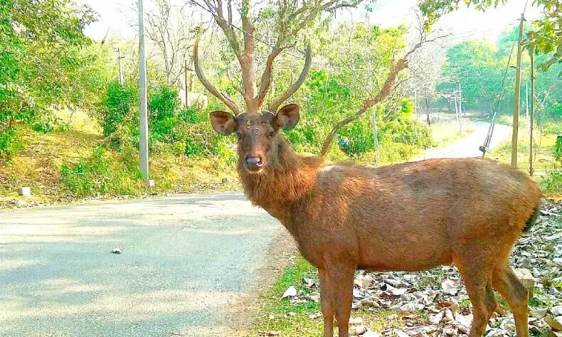 തേക്കടി തുറക്കുന്നു; പ്രതീക്ഷയോടെ ടൂറിസം മേഖല, നിരക്ക് വർധന പിൻവലിച്ചത് സഞ്ചാരികളെ ആകർഷിക്കും