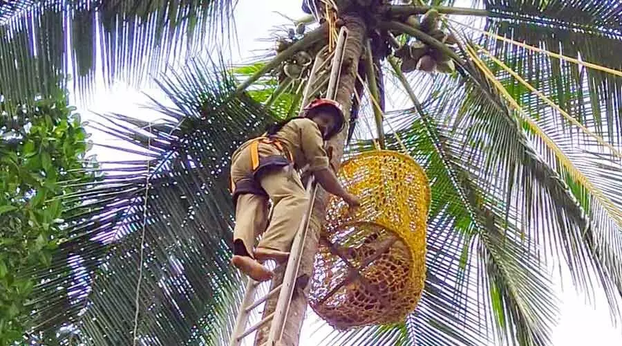 ചെത്തുതൊഴിലാളി തെങ്ങിൽ കുടുങ്ങി; രക്ഷകരായി അഗ്നിശമനസേന