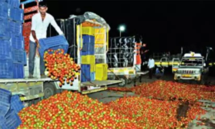 Tomato prices crash to Rs 2 Nashik farmers dump produce on road