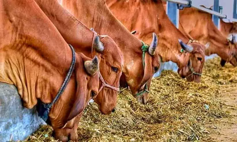 കോഴി, കാലിത്തീറ്റ വിലയിൽ പകച്ച് കര്‍ഷകര്‍